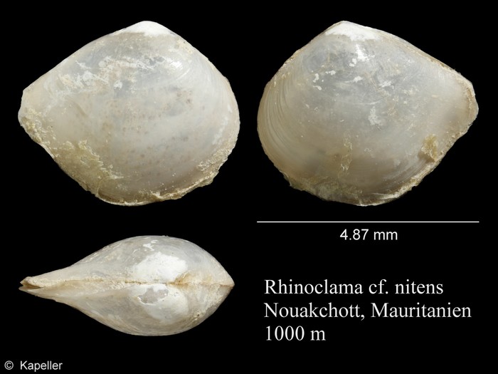 Rhinoclama nitens Rhinoclama nitens