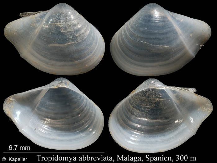 Tropidomya abbreviata Tropidomya abbreviata