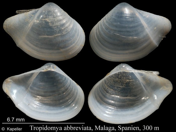 Tropidomya abbreviata