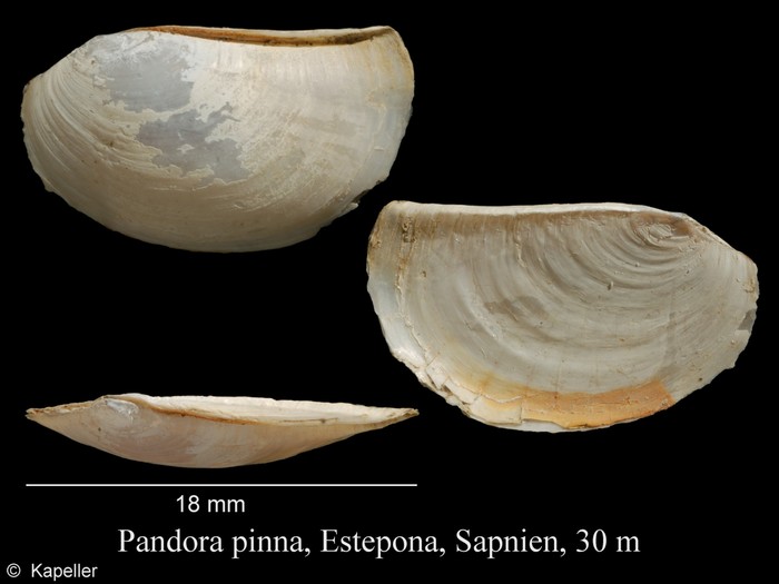 Pandora pinna