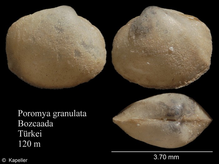 Poromya granulata