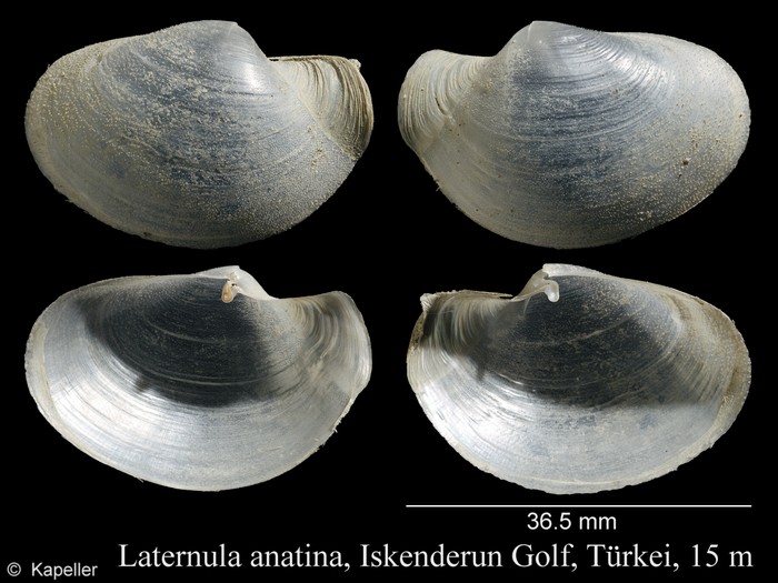 Laternula anatina Laternula anatina