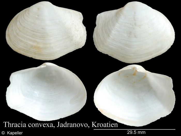 Thracia convexa Thracia convexa