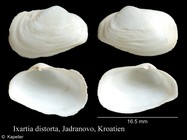 Ixartia distorta
