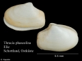 Mollusca (molluscs)