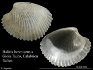 Haliris berenicensis