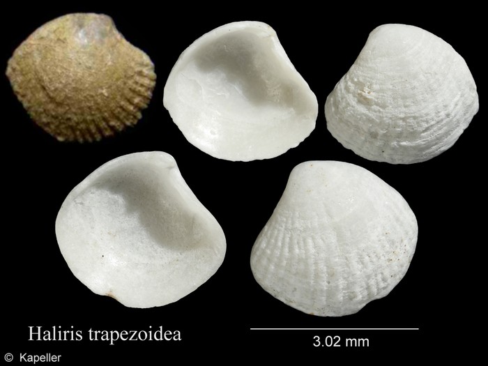 Haliris trapezoidea