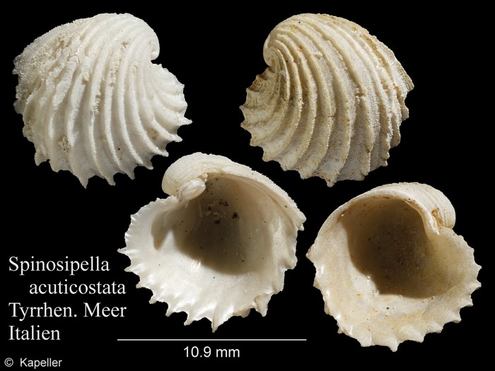 Spinosipella acuticostata