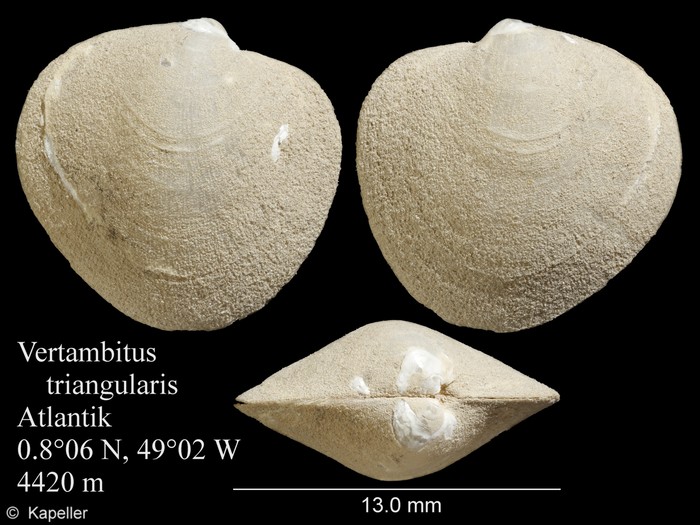 Vertambitus triangularis