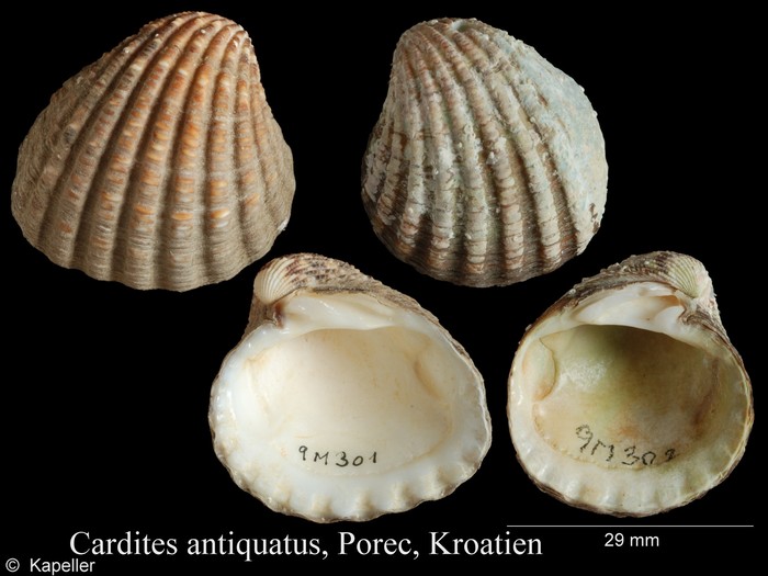 Cardites antiquatus Cardites antiquatus