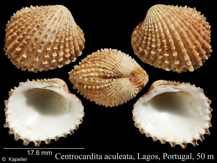 Centrocardita aculeata Centrocardita aculeata