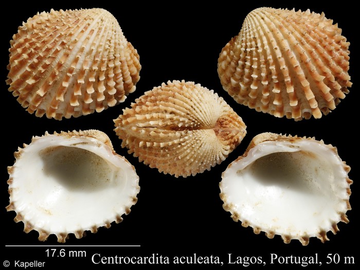 Centrocardita aculeata