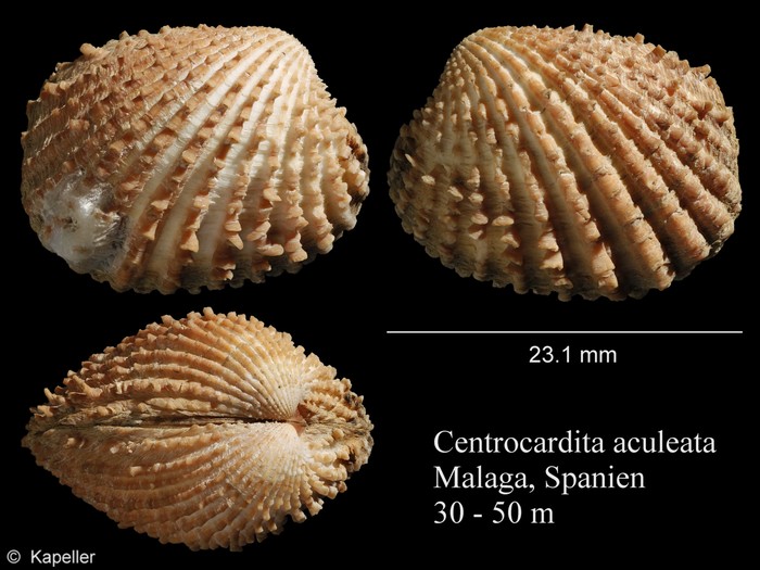 Centrocardita aculeata Centrocardita aculeata