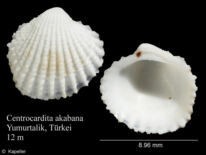 Centrocardita akabana Centrocardita akabana