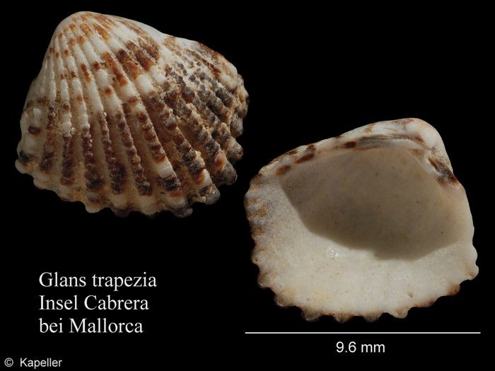 Glans trapezia