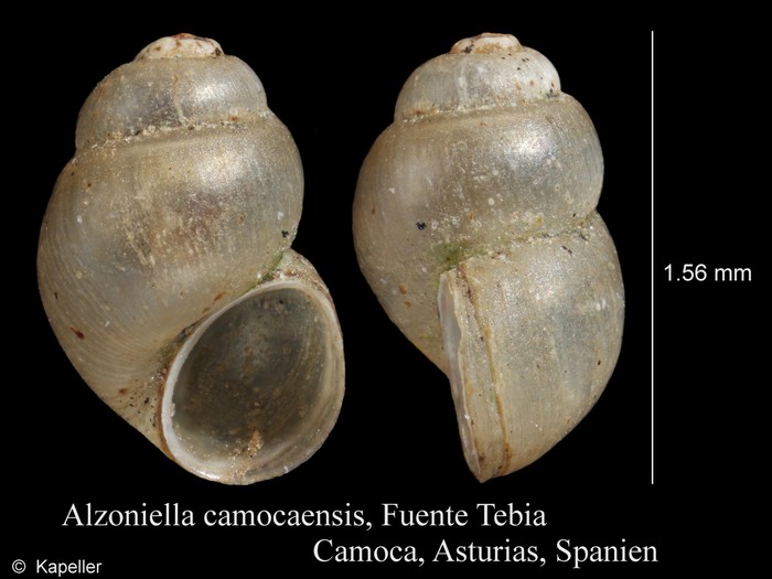 Alzoniella camocaensis Alzoniella camocaensis