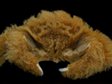 Lamarckdromia beagle McLay & Hosie, 2022, author: Colin McLay and Western Australian Museum