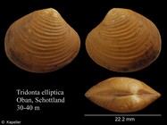 Tridonta elliptica