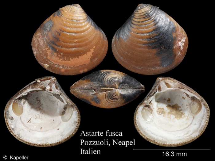 Astarte fusca Astarte fusca