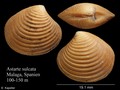 Mollusca (molluscs)