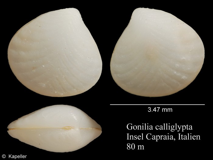 Gonilia calliglypta Gonilia calliglypta