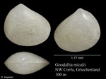 Goodallia micalii