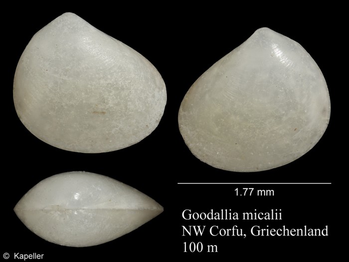 Goodallia micalii Goodallia micalii