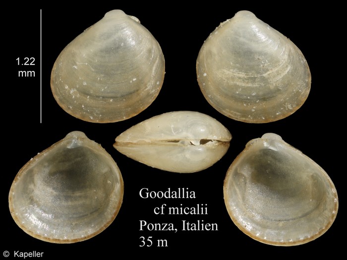 Goodallia micalii Goodallia micalii
