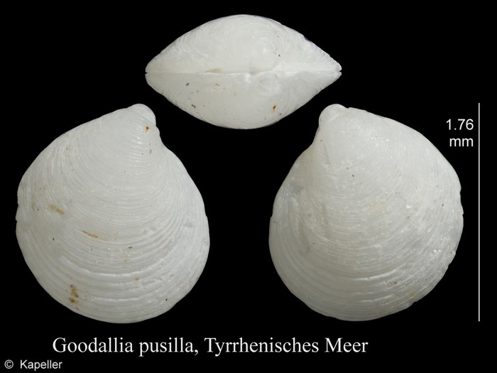 Goodallia pusilla Goodallia pusilla
