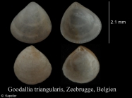 Goodallia triangularis