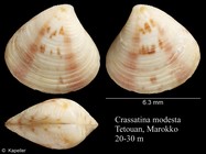 Crassatina modesta