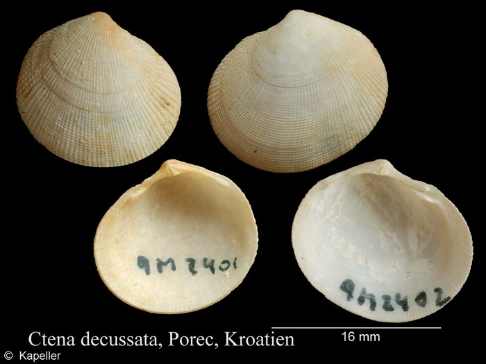 Ctena decussata