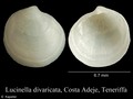 Mollusca (molluscs)