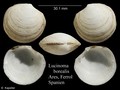 Mollusca (molluscs)