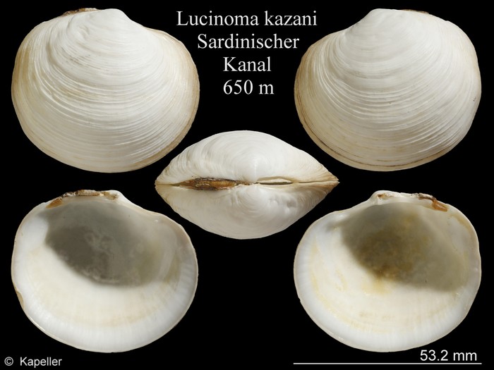 Lucinoma kazani Lucinoma kazani