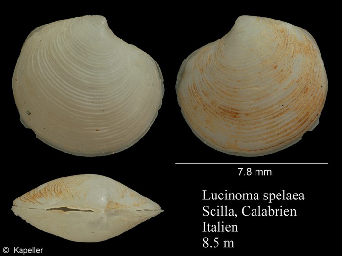 Lucinoma spelaeum Lucinoma spelaeum