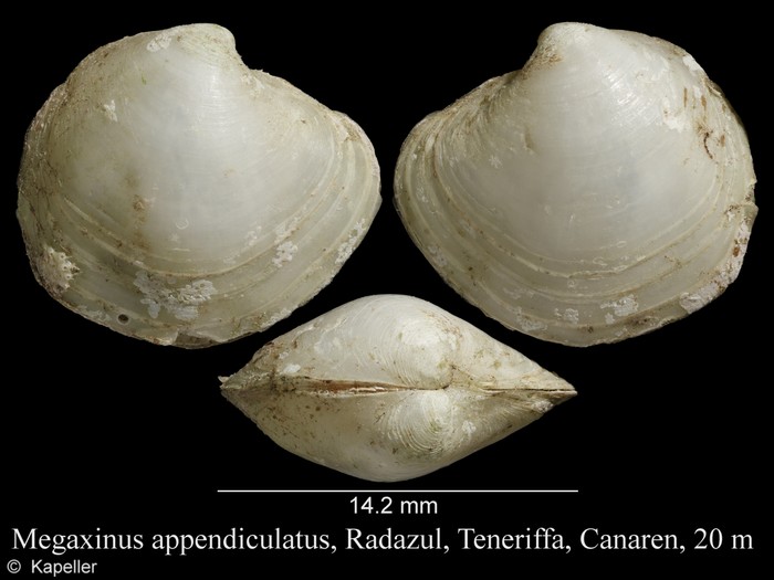 Megaxinus appendiculatus Megaxinus appendiculatus