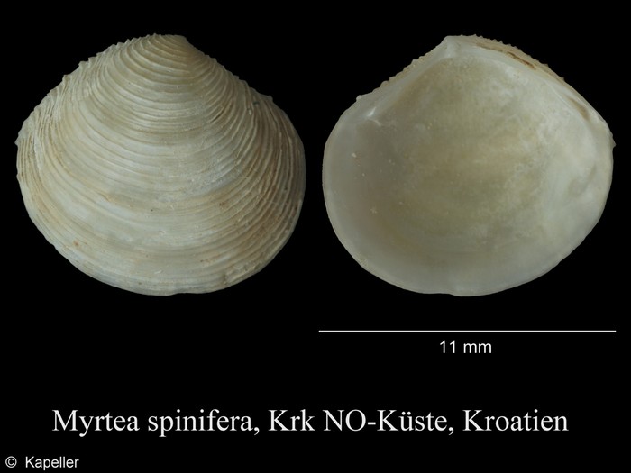 Myrtea spinifera