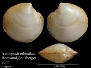 Axinopsida orbiculata
