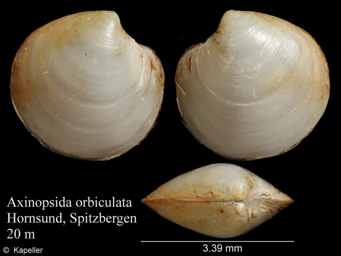 Axinopsida orbiculata Axinopsida orbiculata