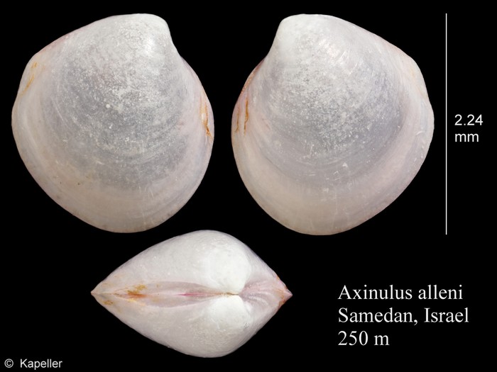 Axinulus alleni Axinulus alleni
