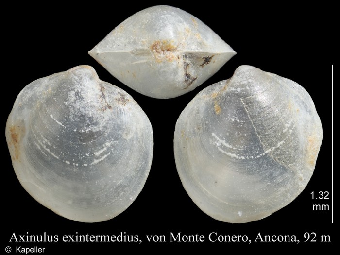 Axinulus exintermedius Axinulus exintermedius