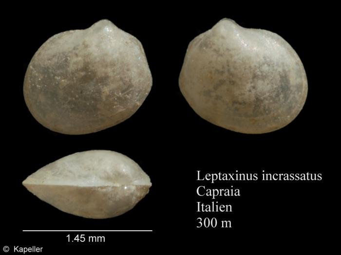 Leptaxinus incrassatus Leptaxinus incrassatus