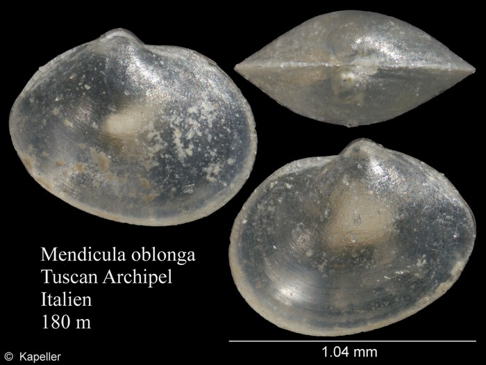 Mendicula oblonga