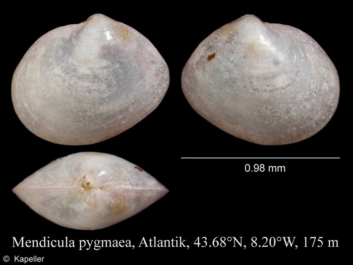 Mendicula pygmaea Mendicula pygmaea