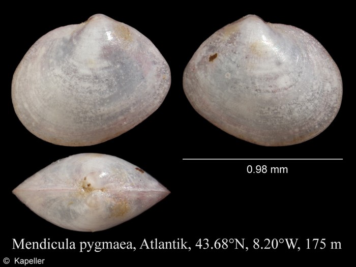 Mendicula pygmaea