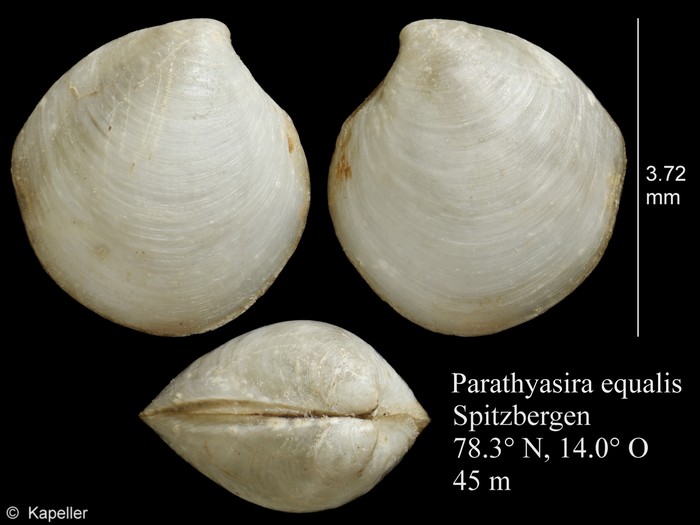 Parathyasira equalis Parathyasira equalis