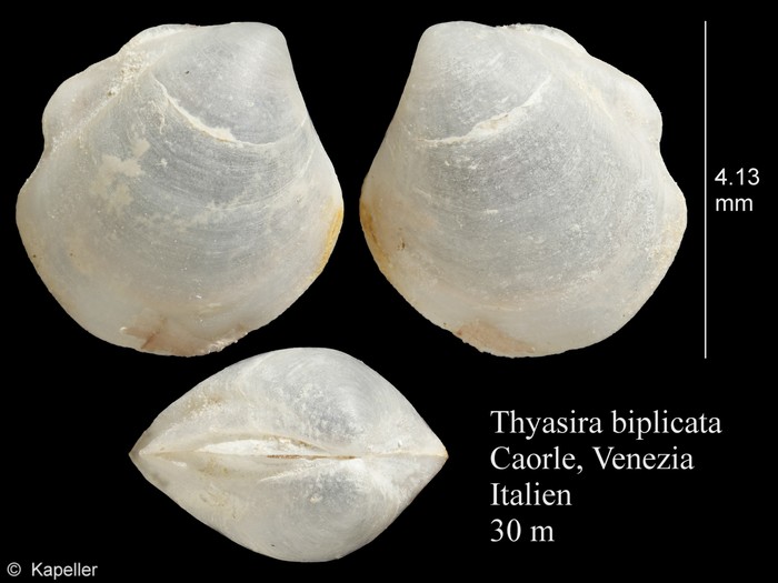 Thyasira biplicata Thyasira biplicata