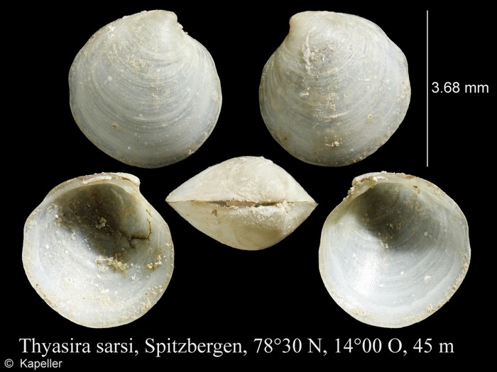 Thyasira sarsii Thyasira sarsii