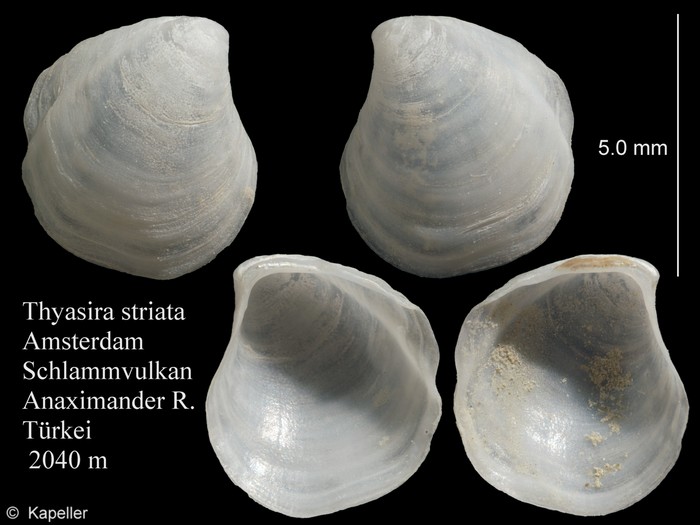 Thyasira striata Thyasira striata